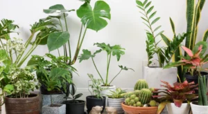 plantas internas ornamentais