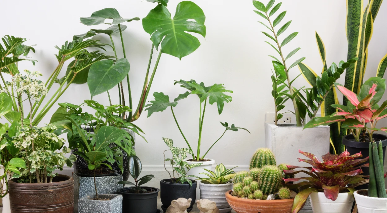 plantas internas ornamentais