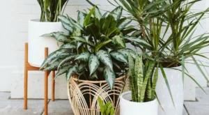 plantas ornamentais decorativas