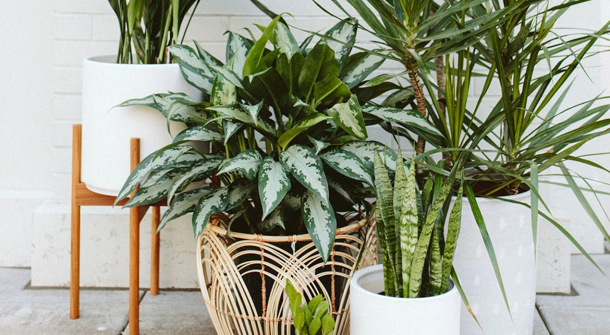 plantas ornamentais decorativas