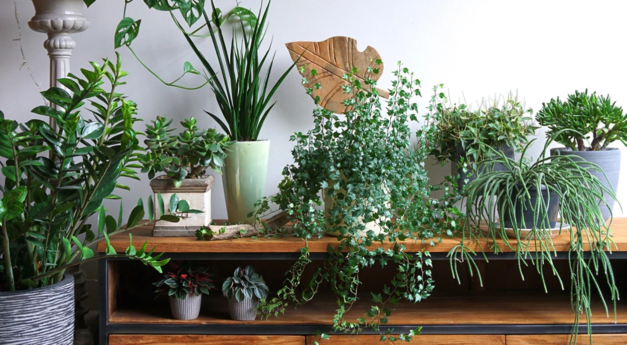 plantas ornamentais internas