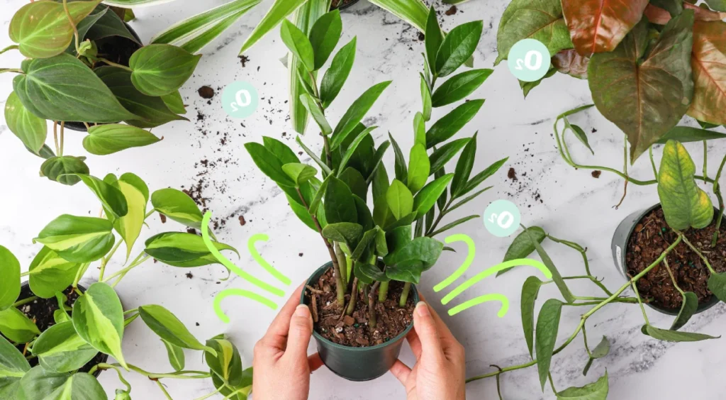 plantas ornamentais sobre a mesa