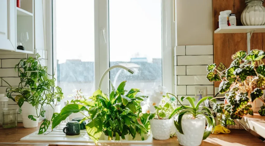 plantas ornamentais sobre bancada próximo a janela