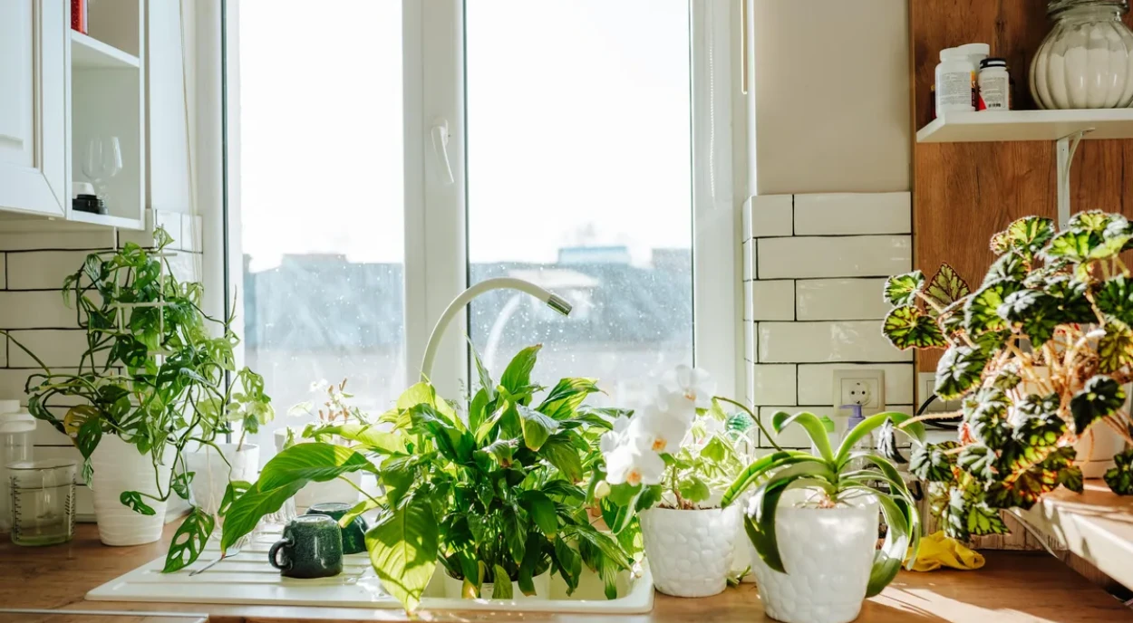 plantas ornamentais sobre bancada próximo a janela