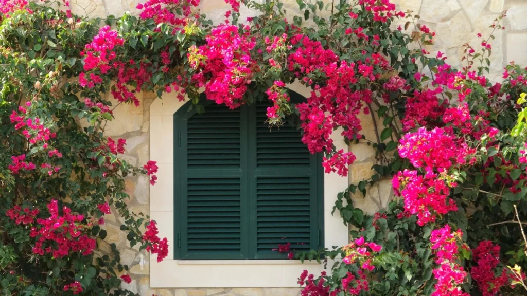 primavera