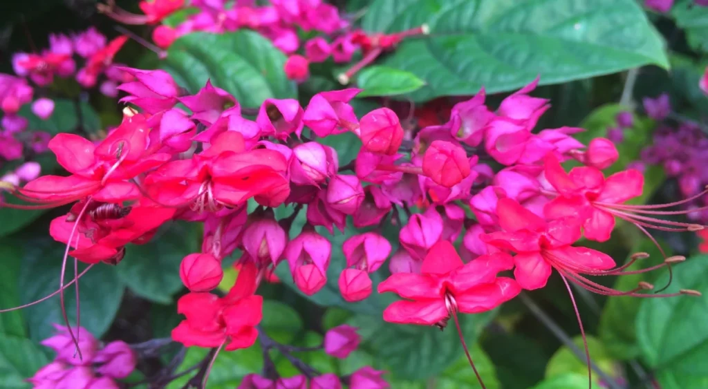 trepadeira Lágrima-de-Cristo rosa