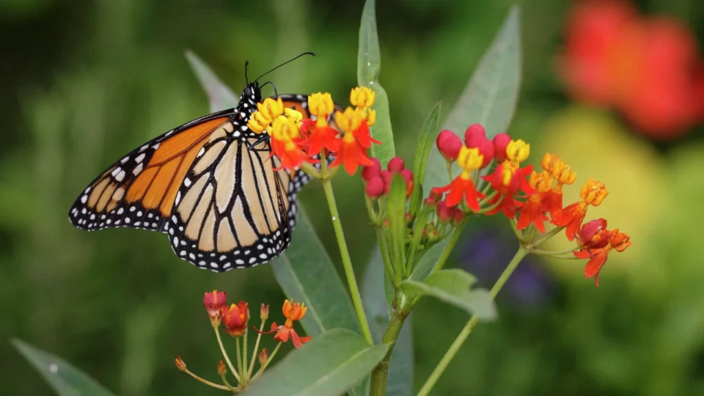 Asclepias curassavica