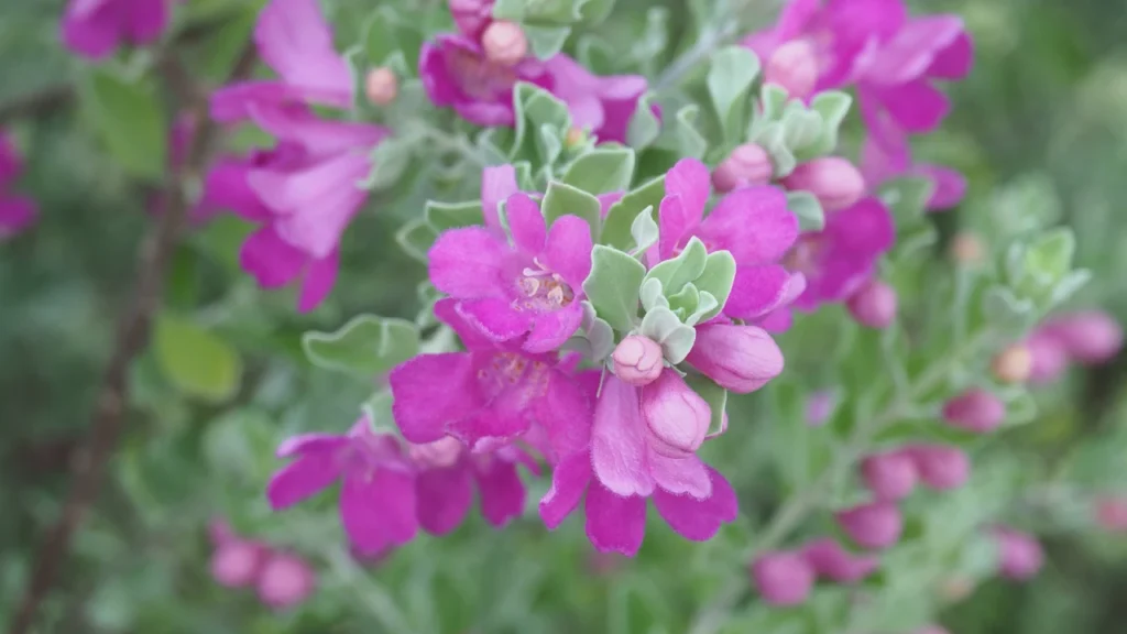 Chuva-de-Prata (Leucophyllum frutescens) (1)