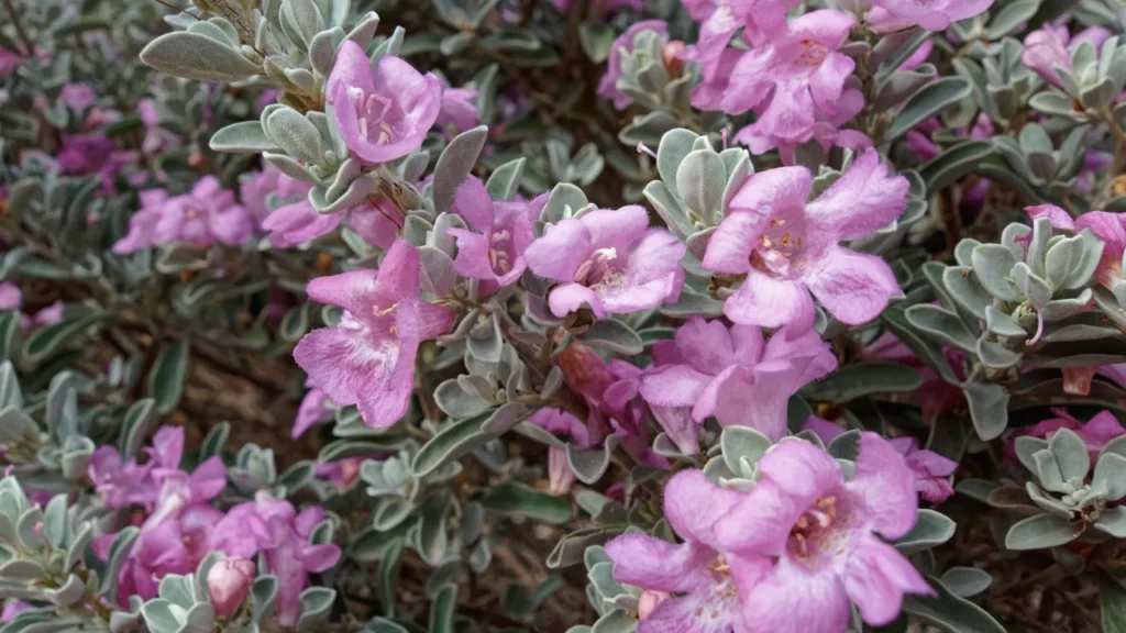 Chuva-de-Prata (Leucophyllum frutescens)