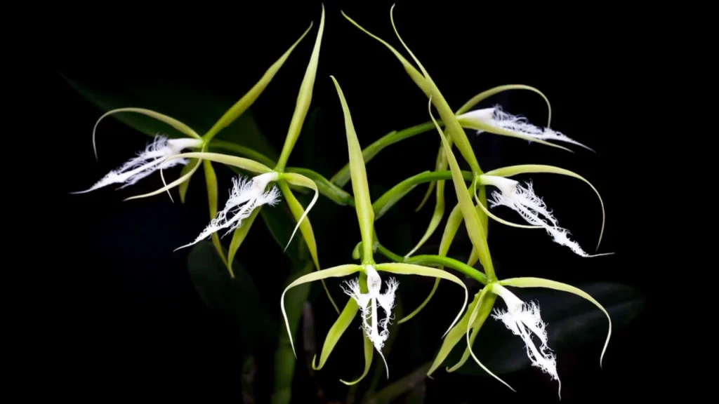Epidendrum Ciliare
