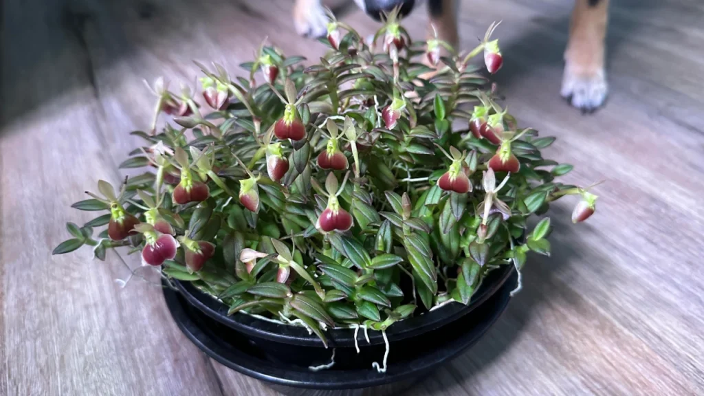 Epidendrum porphyranthum