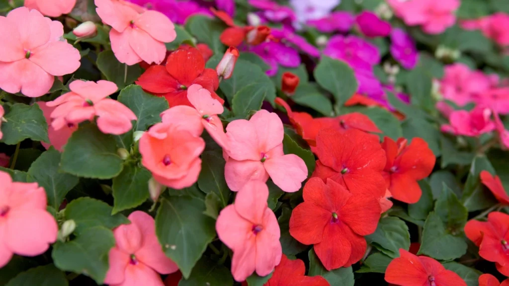 Impatiens (Impatiens walleriana)