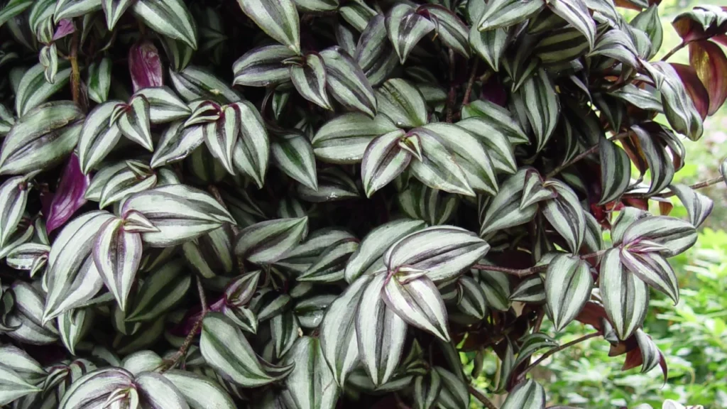 Lambari-roxo (Tradescantia zebrina)