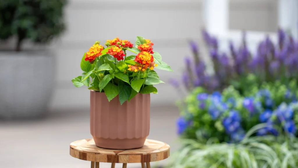 Lantana