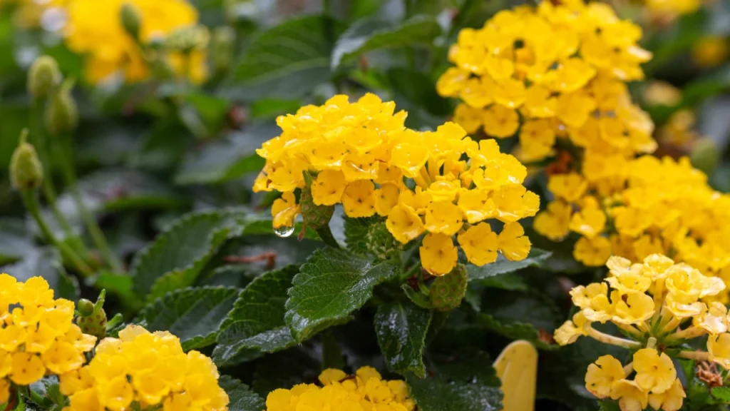 Lantana