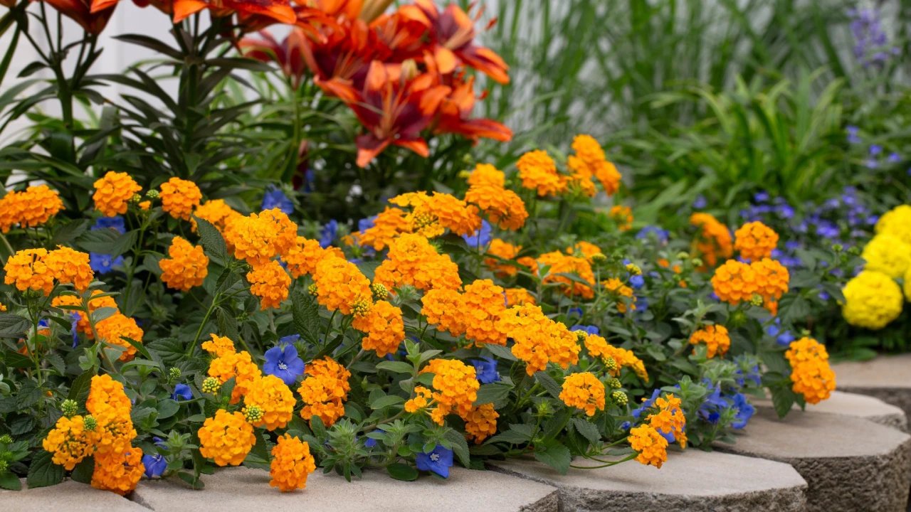 Lantana
