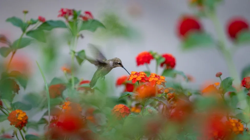 Lantana