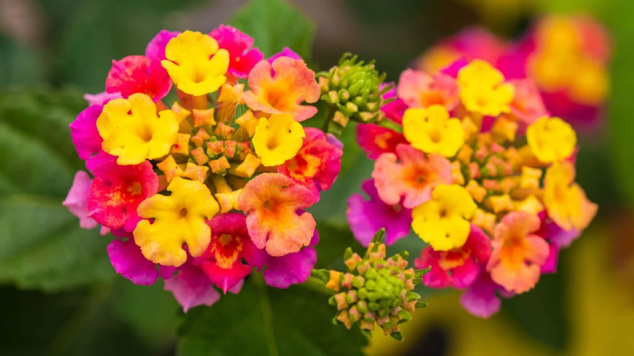 Lantana