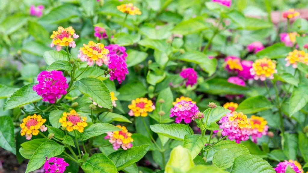 Lantana