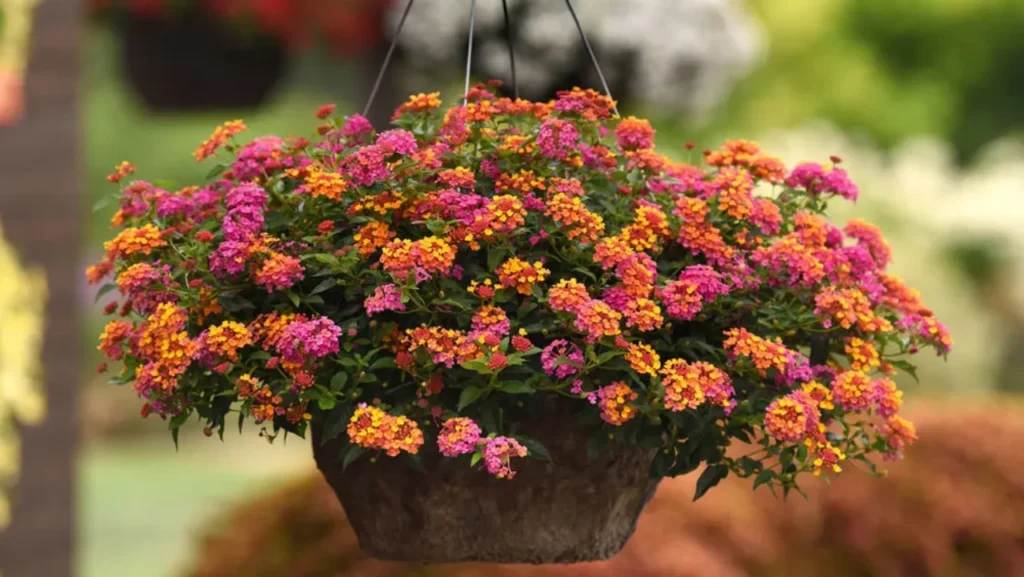 Lantana