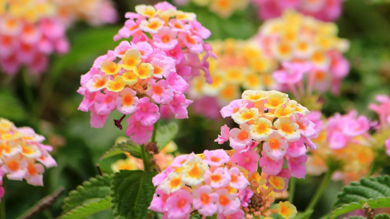 Lantana
