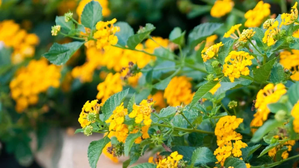 Lantana