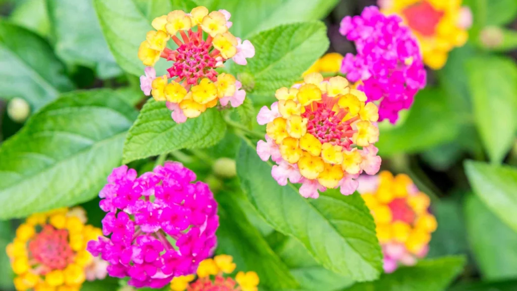 Lantana