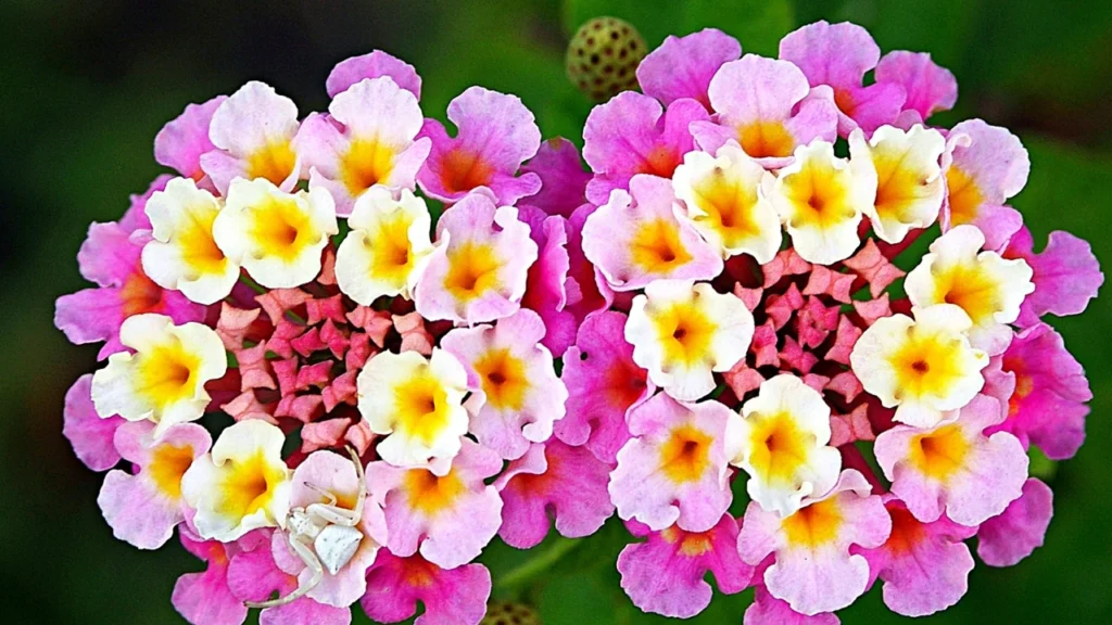Lantana