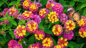 Lantana