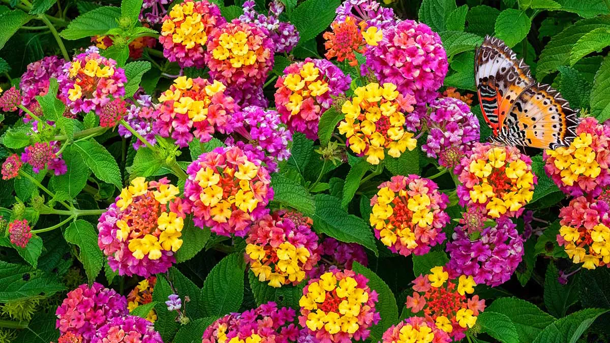 Lantana