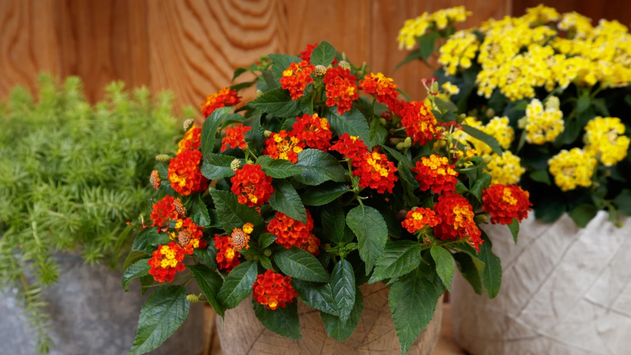 Lantana