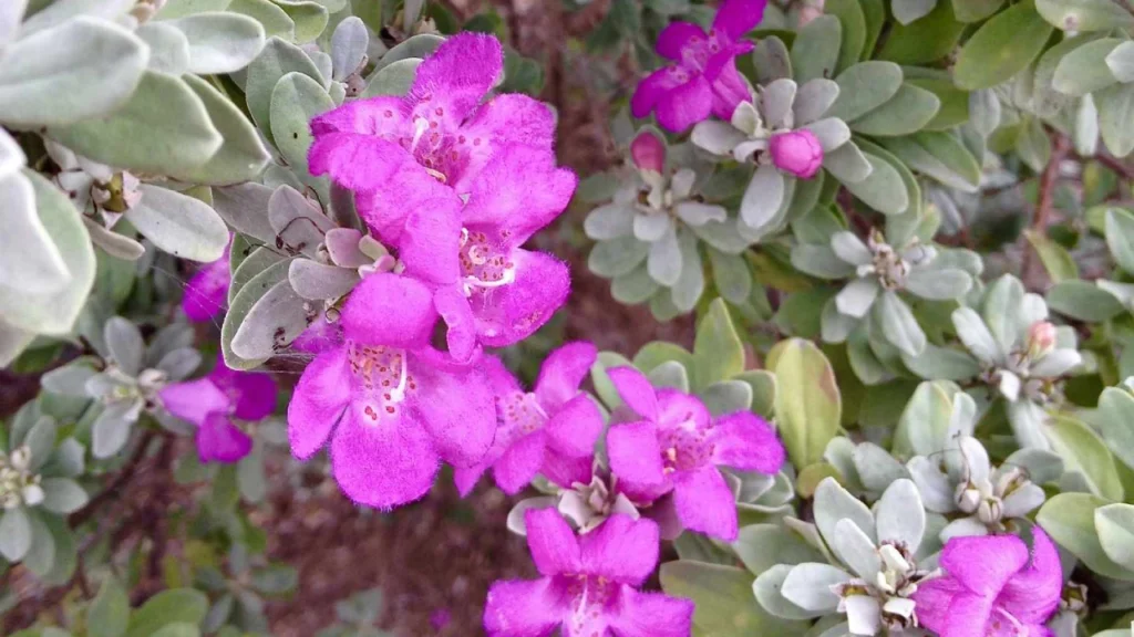Leucophyllum frutescens