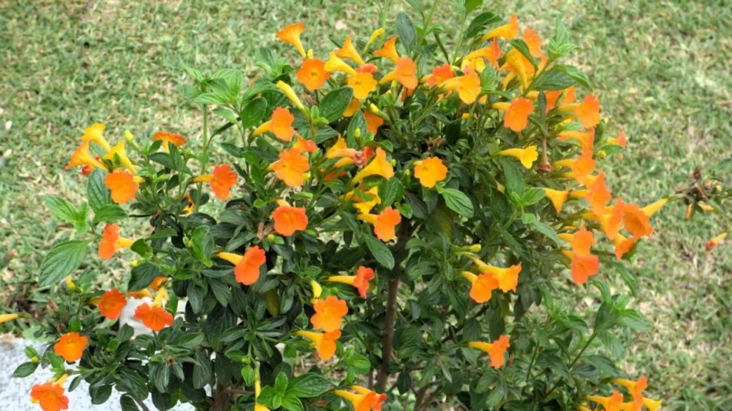 Marianinha (Streptosolen jamesonii)