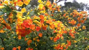 Marianinha (Streptosolen jamesonii)