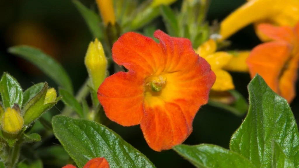 Marianinha (Streptosolen jamesonii)