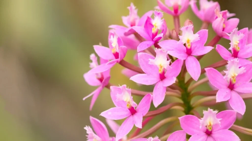 Orquídea Epidendrum 