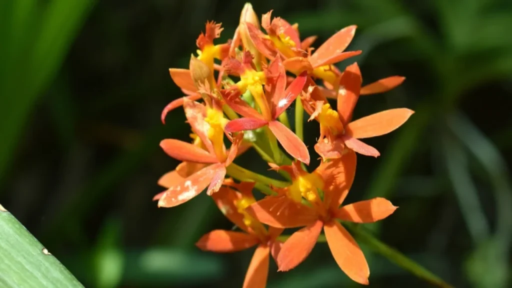 Epidendrum ibaguense
