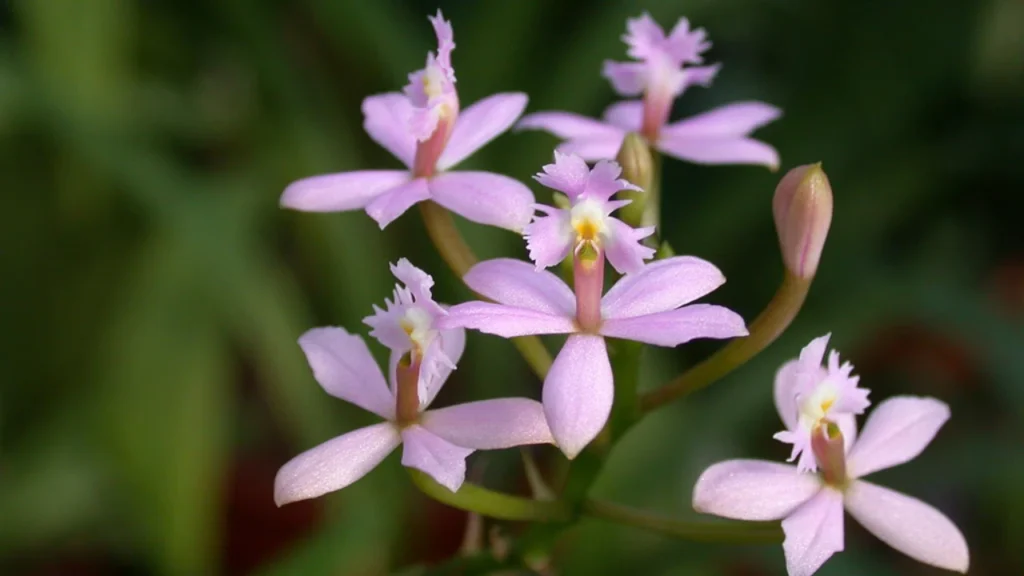 Orquídea Epidendrum 