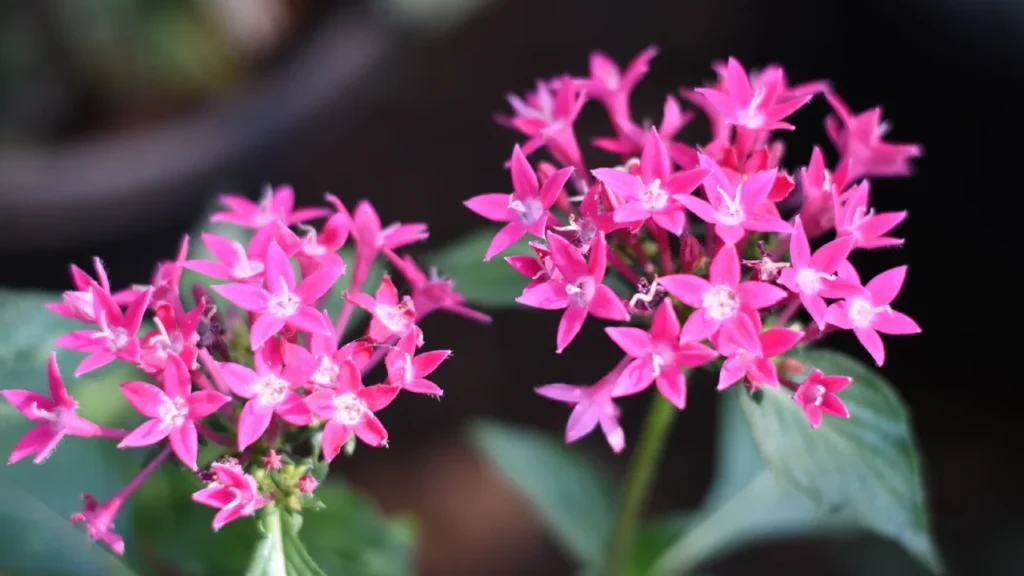 Orquídea Epidendrum 