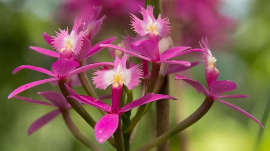 Orquídea Epidendrum 