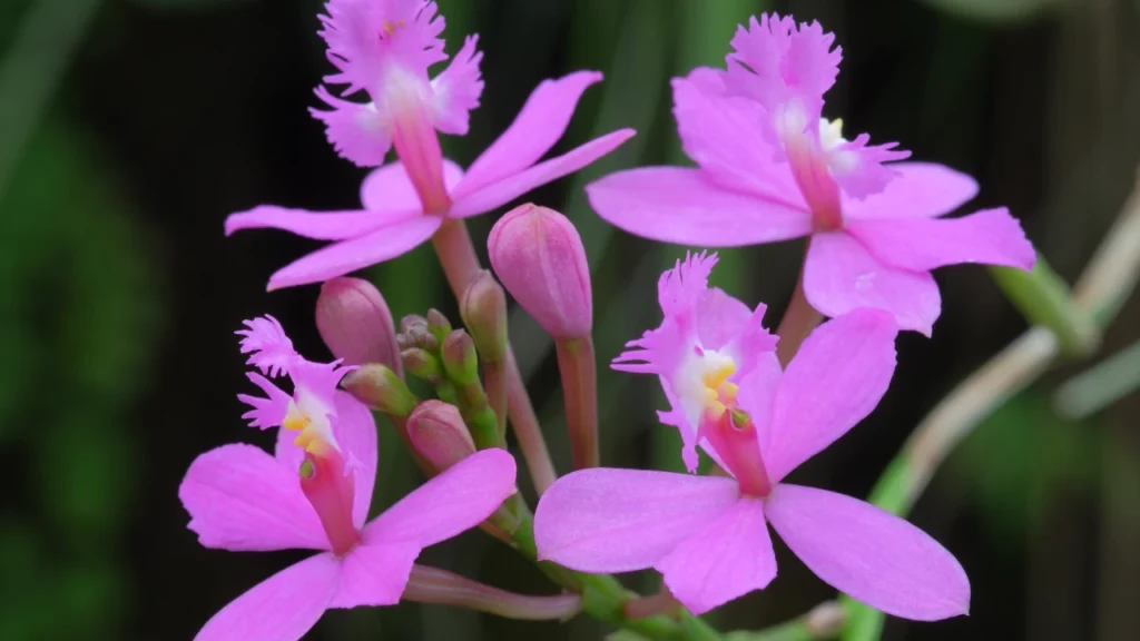 Orquídea Epidendrum 