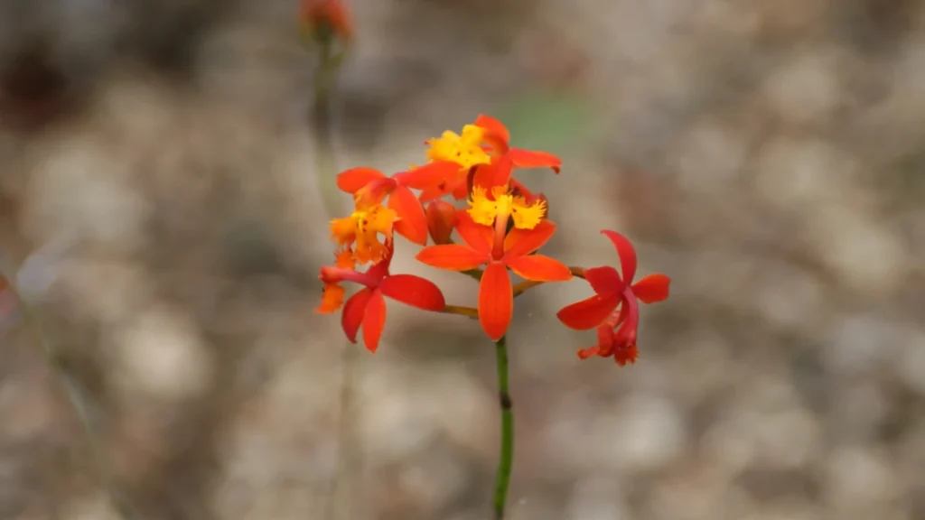 Orquídea Epidendrum 