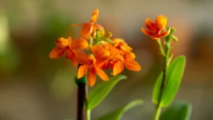 Orquídea Epidendrum