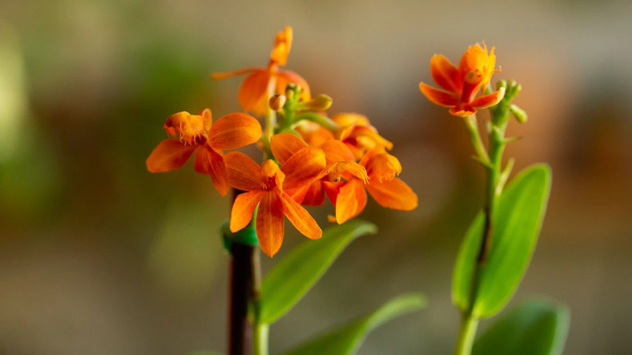 Orquídea Epidendrum