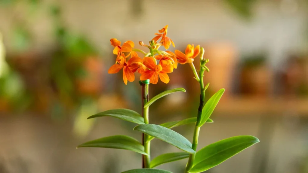 Orquídea Epidendrum 