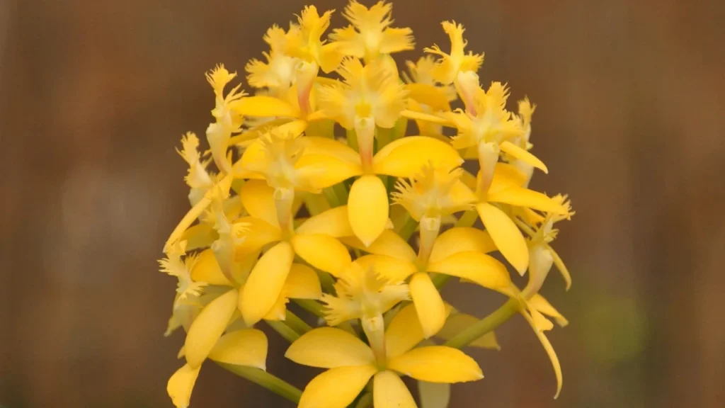 Orquídea Epidendrum 