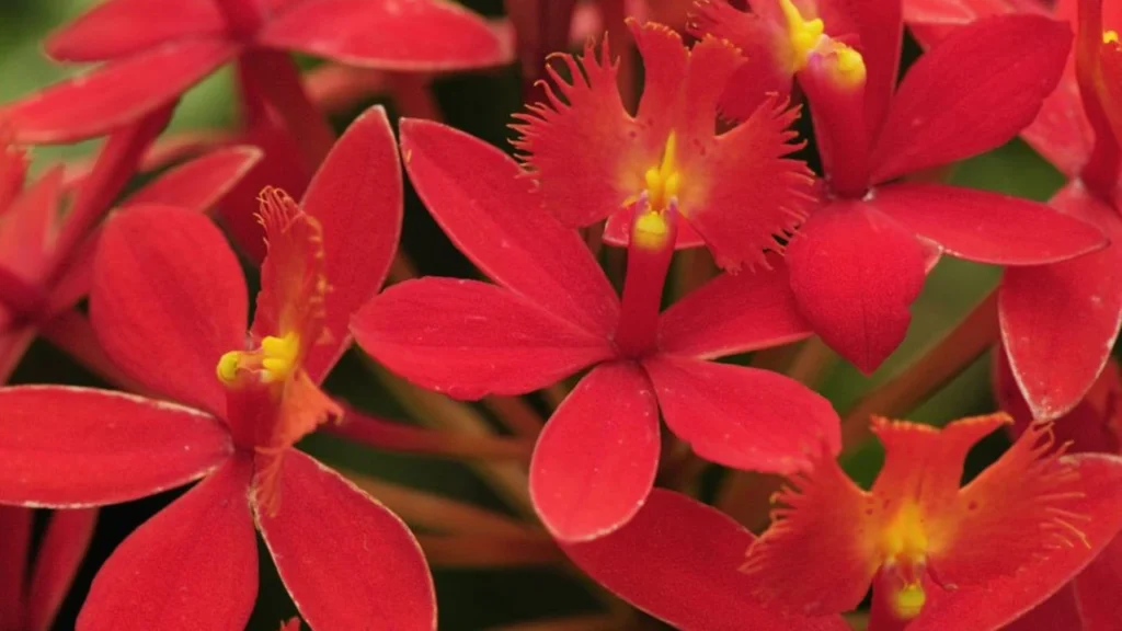 Orquídea Epidendrum
