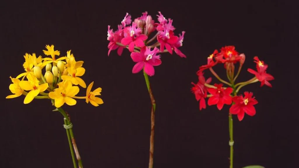 Orquídea Epidendrum 