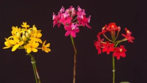 Orquídea Epidendrum