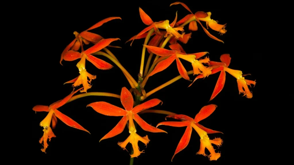 Orquídea Epidendrum